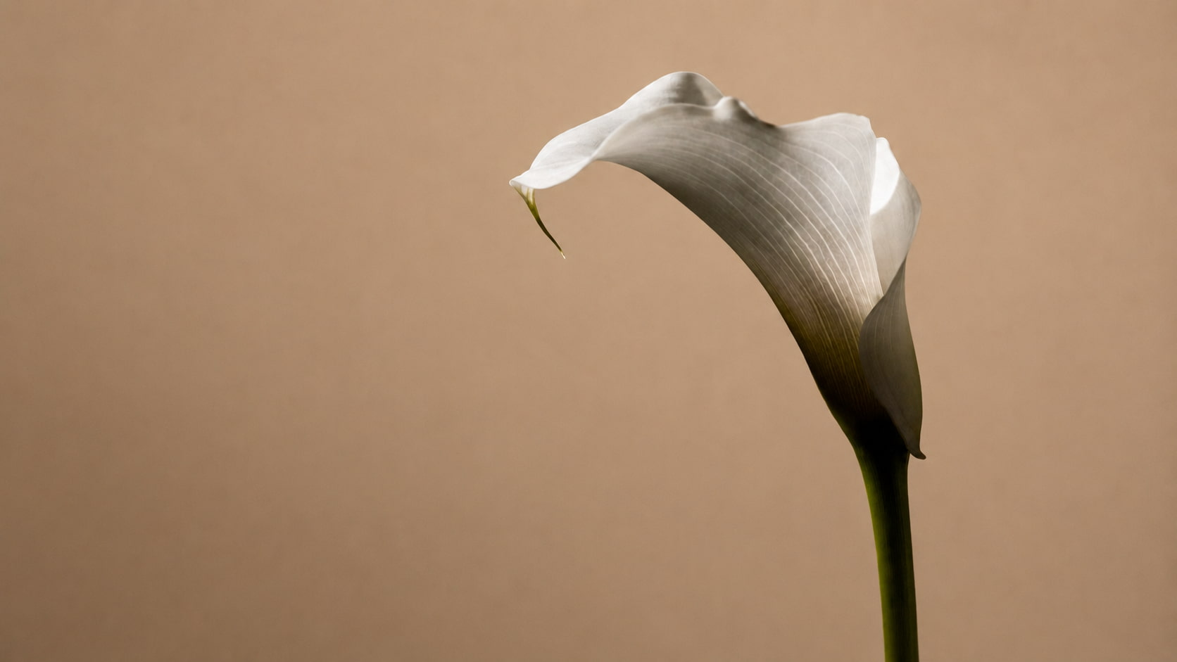 Infertility (Female and Male)