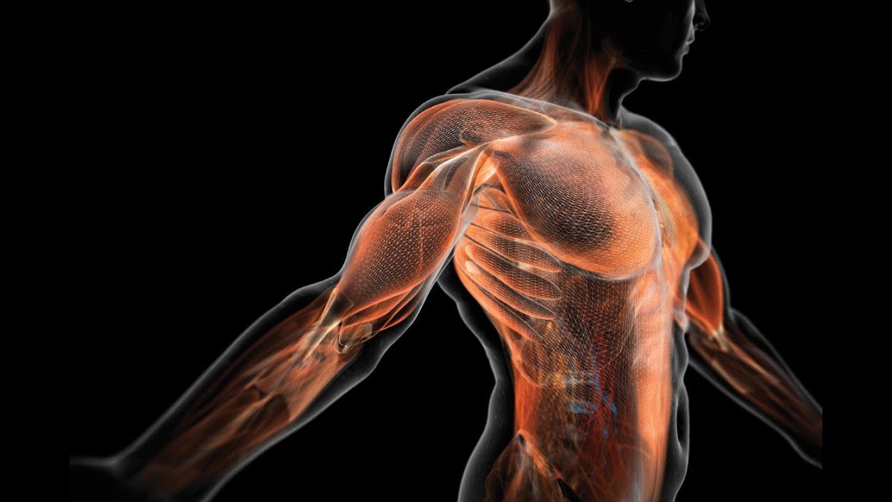 MOTS-c and Muscle Activity Support: New Opportunities for Active Individuals