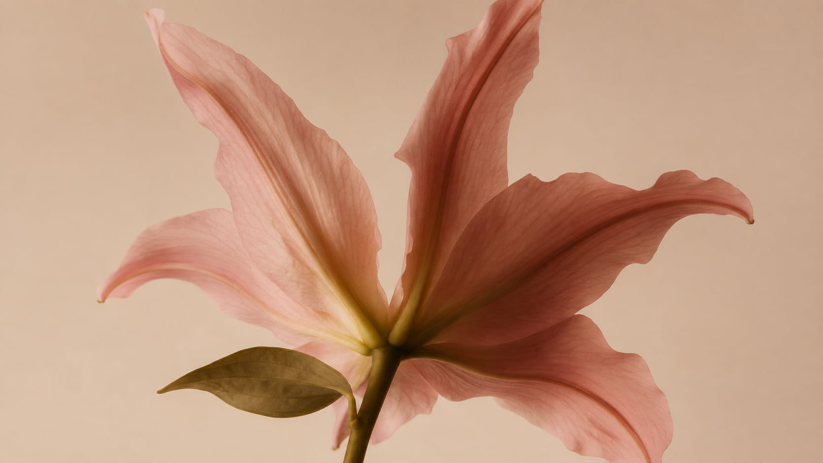 Cervical Screening & Colposcopy