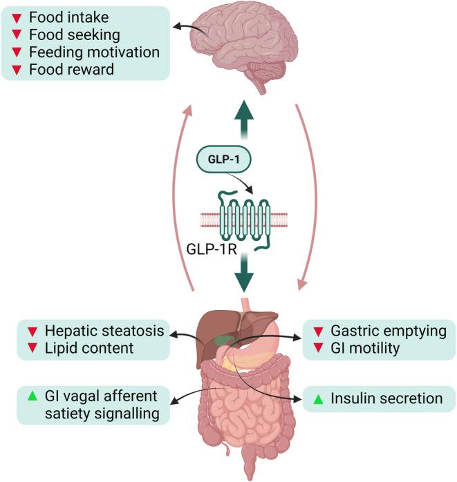 Why Mounjaro Doesn’t Work the Same for Everyone: Genetics as the Next Step in Obesity Treatment