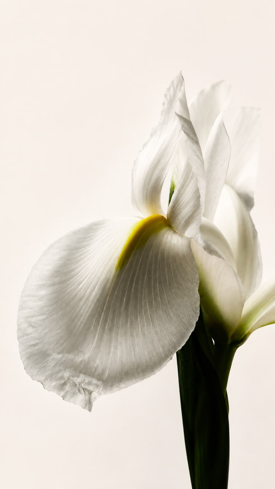 Acute and Chronic Gynecological Conditions
