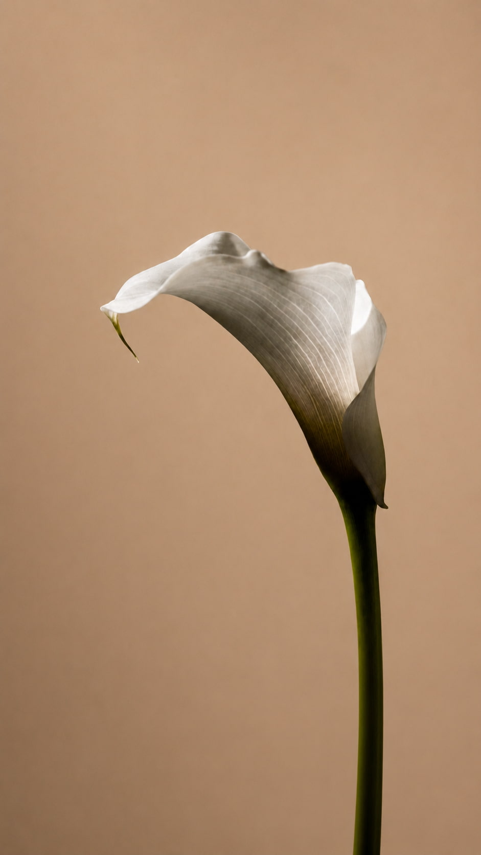 Infertility (Female and Male)