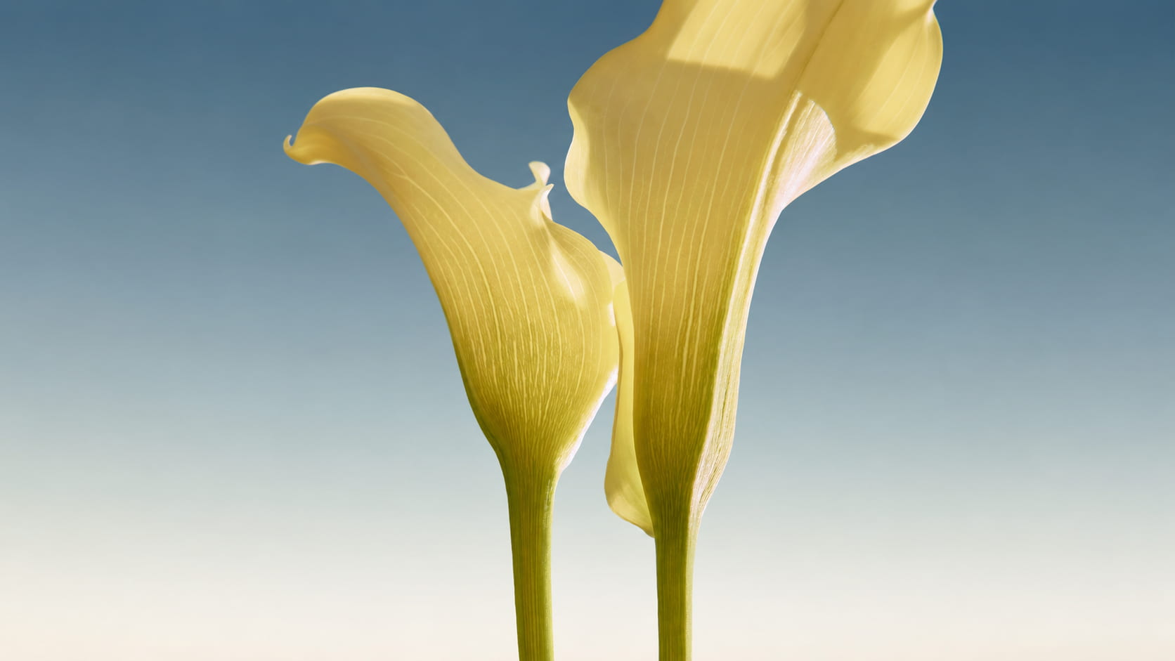 Acute and Chronic Gynecological Conditions