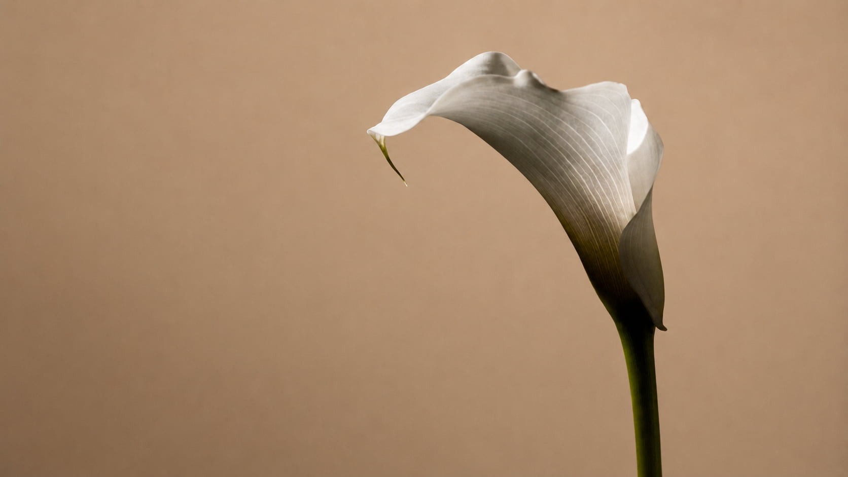 Infertility (Female and Male)